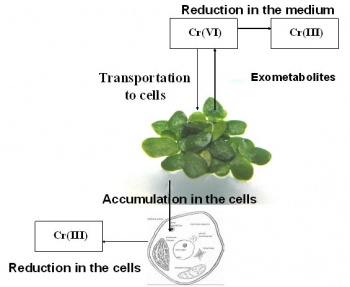 Reduction of Cr(VI) to Cr(III) in plant cells and medium.jpg