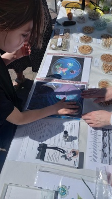 2026-05-16 Festyval 3.jpg