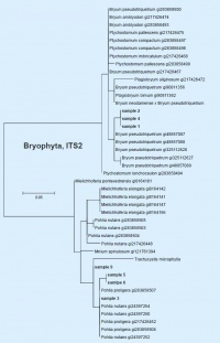 Tree Bryophyta ITS2 2012.jpg