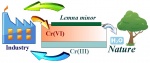 Biotechnology for water purification from Cr(VI) by Lemna minor.jpg