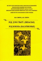 Сикура Сикура Род Юнона Касатиковые Juno Iridaceae.jpg