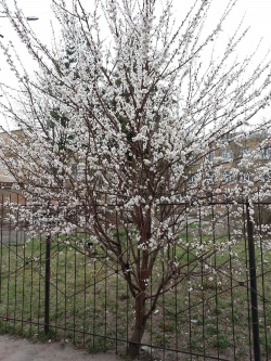 ICBGE 2014-04-08 750x.jpg
