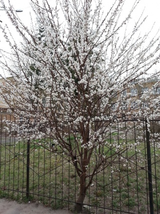 ICBGE 2014-04-08 750x.jpg