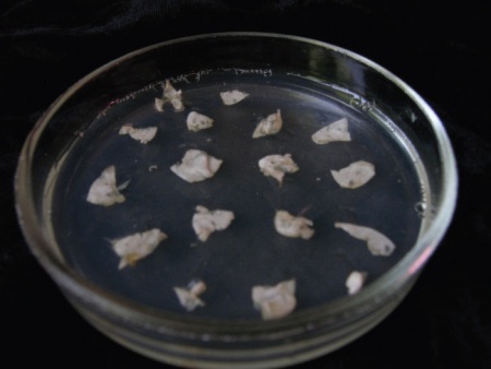 The positive effect of antibiotic... Nitovska I.O. 2015 Fig. 1a.jpg