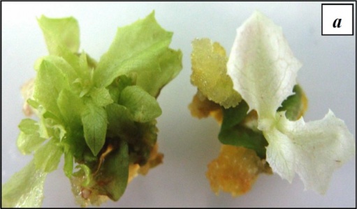 Селекція рослин салату на наявність гена nptII (рис 9а Матвєєва автореферат).jpg