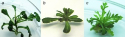 In vitro Artemisia plants as a source... 2015.jpg