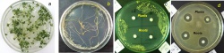 Antimicrobial activity of extracts from Ruta graveolens L. hairy roots.jpg