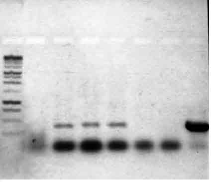 Gramineae PCR 04.jpg