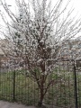 ICBGE 2014-04-08 750x.jpg