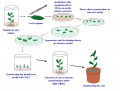 Genetic transformation of Populus and evaluation of transformants under salt stress.png