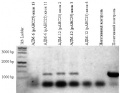 Gramineae PCR.jpg